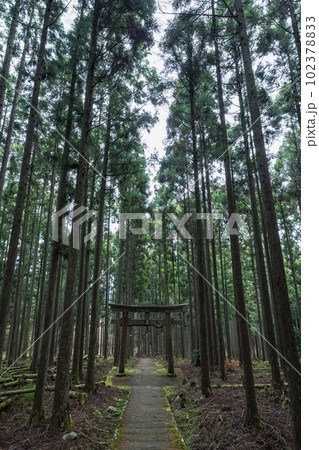 日本　京都府京都市右京区の森の中にある杉の木に囲まれた賀茂神社の鳥居 102378833