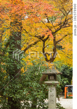 日本 京都府京都市にある下鴨神社の参道沿いの紅葉 日本 京都府京都市にある下鴨神社の参道沿いの紅葉 102378900