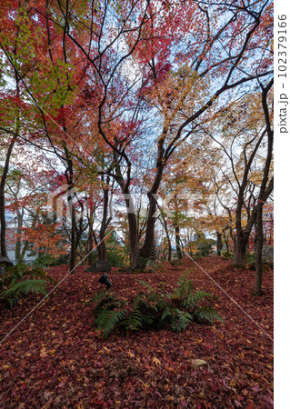 日本 京都府京都市にある永観堂禅林寺の紅葉 日本 京都府京都市にある永観堂禅林寺の紅葉 102379166
