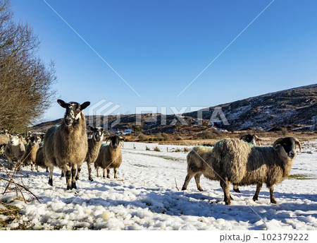 Flock of sheep at a snow covered meadow in County Donegal - Ireland 102379222
