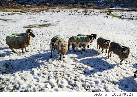 Flock of sheep at a snow covered meadow in County Donegal - Ireland 102379223
