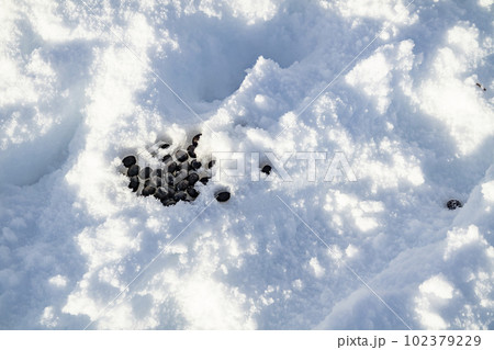 Rabbit dropping on snow in Glenveagh Naation Park, County DOnegal, Ireland Rabbit dropping on snow in Glenveagh Naation Park, County DOnegal, Ireland 102379229