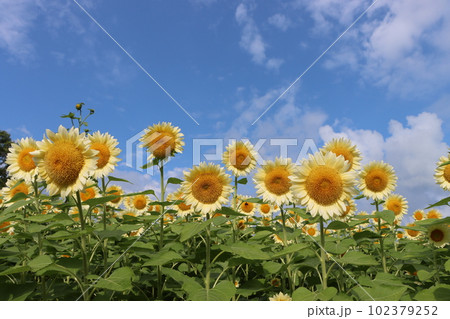 観光名所として人気のあるひまわり畑ー八 102379252