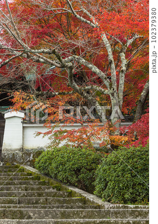 日本　京都府京都市にある本願寺北山別院の山門と紅葉 102379380