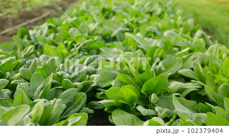 Spinach harvest field fresh vegetable Spinacia oleracea rows growing seedlings farm in plant farming. Young leaves leaf leafy green in rows, agriculture Czech bio organic cultivation closeup Europe Spinach harvest field fresh vegetable Spinacia oleracea rows growing seedlings farm in plant farming. Young leaves leaf leafy green in rows, agriculture Czech bio organic cultivation closeup Europe 102379404