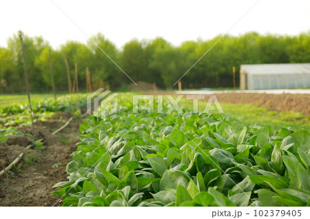 Spinach field fresh harvest vegetable Spinacia oleracea rows growing seedlings farm in plant farming. Young leaves leaf leafy green in rows, agriculture Czech bio organic cultivation closeup Europe Spinach field fresh harvest vegetable Spinacia oleracea rows growing seedlings farm in plant farming. Young leaves leaf leafy green in rows, agriculture Czech bio organic cultivation closeup Europe 102379405