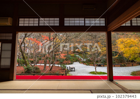 日本 京都府京都市にある圓光寺の瑞雲閣から見える十牛之庭の紅葉 日本 京都府京都市にある圓光寺の瑞雲閣から見える十牛之庭の紅葉 102379443
