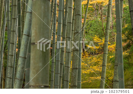 日本 京都府京都市にある圓光寺の応挙竹林と紅葉 日本 京都府京都市にある圓光寺の応挙竹林と紅葉 102379501