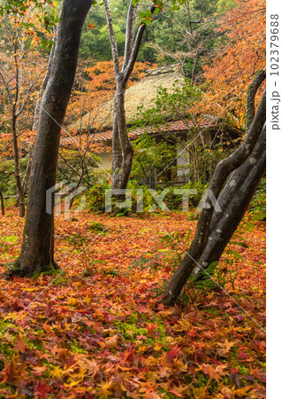 日本 京都府京都市の嵯峨嵐山にある祇王寺の庭園 雨に濡れた紅葉の絨毯 日本 京都府京都市の嵯峨嵐山にある祇王寺の庭園 雨に濡れた紅葉の絨毯 102379688