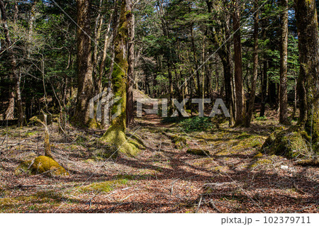 富士山 水ヶ塚公園の自然休養林の樹木たち 富士山 水ヶ塚公園の自然休養林の樹木たち 102379711