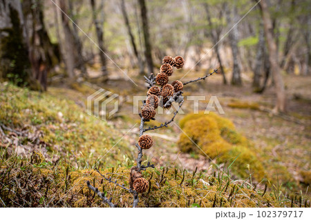 富士山　水ヶ塚公園の自然休養林の樹木たち 102379717