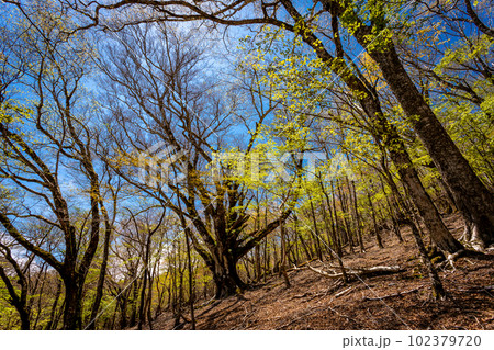 富士山 水ヶ塚公園の自然休養林の樹木たち 富士山 水ヶ塚公園の自然休養林の樹木たち 102379720