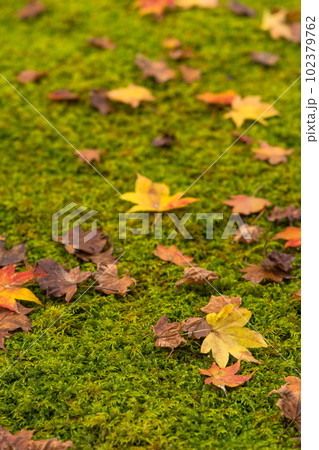 日本 京都府京都市の二ノ瀬にある白龍園の庭園 苔の上の紅葉の落葉 日本 京都府京都市の二ノ瀬にある白龍園の庭園 苔の上の紅葉の落葉 102379762