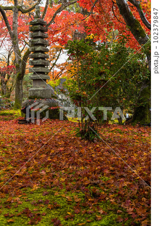 日本　京都府京都市の嵯峨嵐山にある宝厳院の庭園　雨に濡れた紅葉 102379847