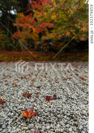 日本　京都府京都市の嵯峨嵐山にある宝厳院の庭園　雨に濡れた紅葉 102379859