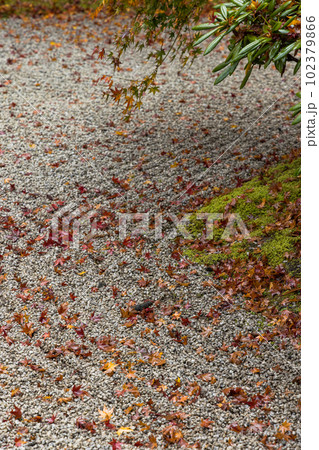 日本　京都府京都市の嵯峨嵐山にある宝厳院の庭園　雨に濡れた紅葉 102379866