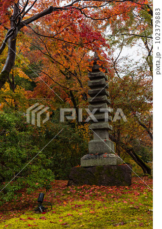 日本　京都府京都市の嵯峨嵐山にある宝厳院の庭園　雨に濡れた紅葉 102379883