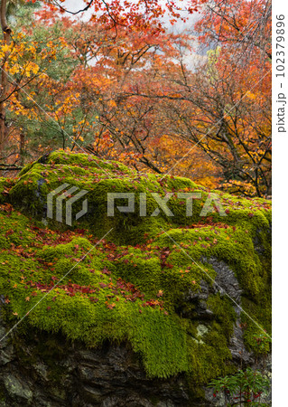 日本　京都府京都市の嵯峨嵐山にある宝厳院の庭園　雨に濡れた紅葉 102379896