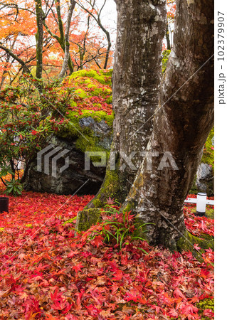 日本　京都府京都市の嵯峨嵐山にある宝厳院の庭園　雨に濡れた紅葉 102379907