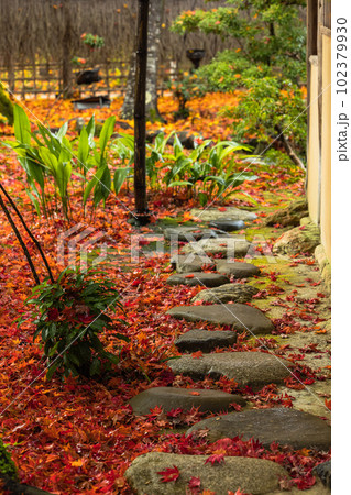 日本 京都府京都市の嵯峨嵐山にある宝厳院の庭園 雨に濡れた紅葉 日本 京都府京都市の嵯峨嵐山にある宝厳院の庭園 雨に濡れた紅葉 102379930