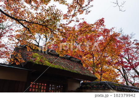 日本　京都府京都市の嵯峨嵐山にある宝厳院のモミジのトンネル　雨に濡れた紅葉と門 102379942