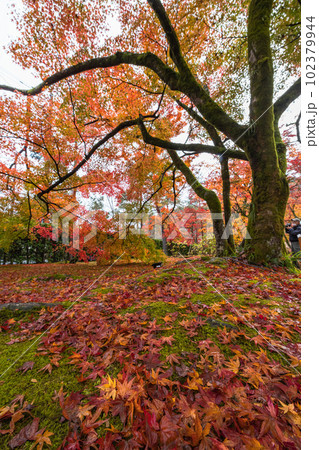 日本　京都府京都市の嵯峨嵐山にある宝厳院のモミジのトンネル　雨に濡れた紅葉 102379944