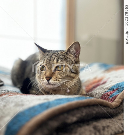 くつろぐ子猫 102379968