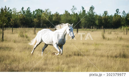 野生の白馬 野生の白馬 102379977