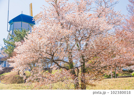 （福島県）広野町二ツ沼総合公園の桜・風車 102380018
