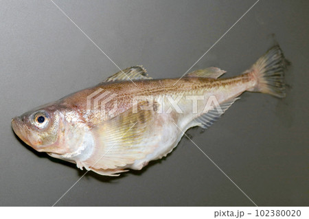 ハタハタ(鰰)の魚体(灰色背景) ハタハタ(鰰)の魚体(灰色背景) 102380020