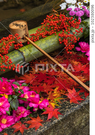 日本　京都府京都市の嵯峨嵐山にある二尊院の手水舎と飾られた紅葉 102380096