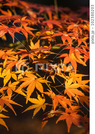 日本　京都府京都市にある東福寺の庭園の紅葉 102380203