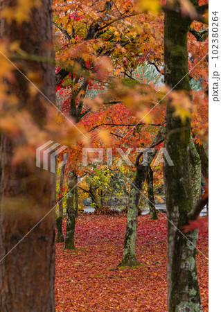 日本 京都府京都市にある天龍寺境内の雨に濡れた紅葉 日本 京都府京都市にある天龍寺境内の雨に濡れた紅葉 102380264