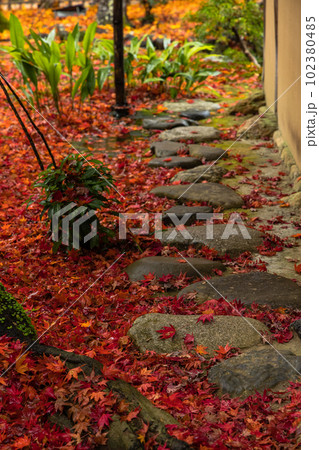 日本　京都府京都市の嵯峨嵐山にある宝厳院の庭園　雨に濡れた紅葉 102380485