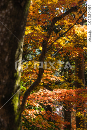 日本　京都府京都市にある毘沙門堂の境内の紅葉 102380496