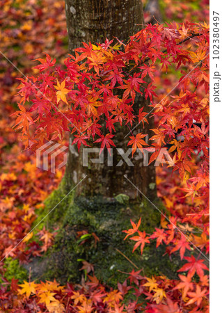 日本　京都府京都市の嵯峨嵐山にある宝厳院の庭園　雨に濡れた紅葉 102380497