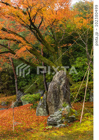 日本　京都府京都市の嵯峨嵐山にある宝厳院の庭園　三尊石と雨に濡れた紅葉 102380499