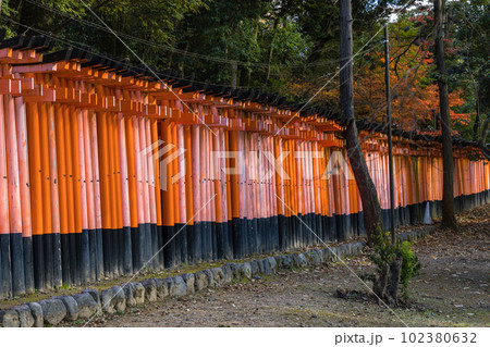 日本　京都府伏見区深草にある伏見稲荷大社の千本鳥居 102380632