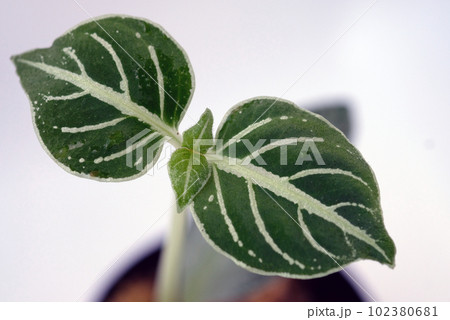 アルゴステマ・ビフォリウム 102380681