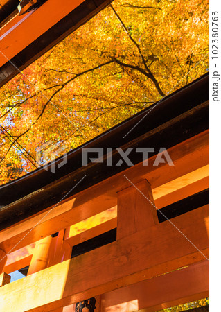 日本 京都府伏見区深草にある伏見稲荷大社の朱色の鳥居と紅葉 日本 京都府伏見区深草にある伏見稲荷大社の朱色の鳥居と紅葉 102380763