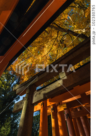 日本 京都府伏見区深草にある伏見稲荷大社の朱色の鳥居と紅葉 日本 京都府伏見区深草にある伏見稲荷大社の朱色の鳥居と紅葉 102380765