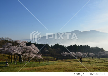 阿蘇観音桜 阿蘇観音桜 102380807