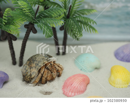 オカヤドカリ オカヤドカリ 102380930