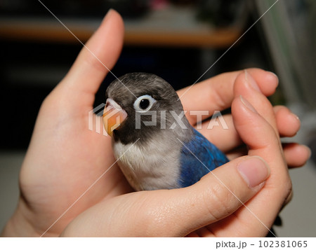 手に乗るボタンインコ 手に乗るボタンインコ 102381065