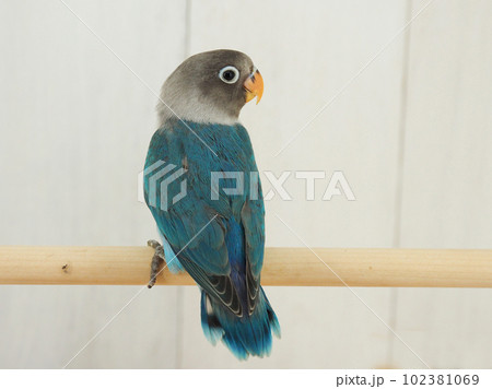 ブルーボタンインコ ブルーボタンインコ 102381069