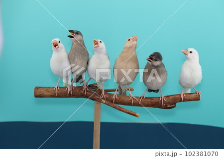 六羽の文鳥の若鳥たち 102381070