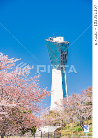 （福島県）いわき市小名浜三崎公園　桜に囲まれた、いわきマリンタワー 102381107