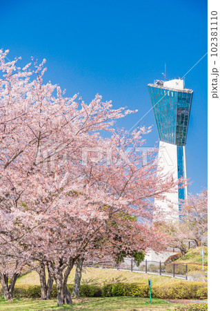 （福島県）いわき市小名浜三崎公園　桜に囲まれた、いわきマリンタワー 102381110