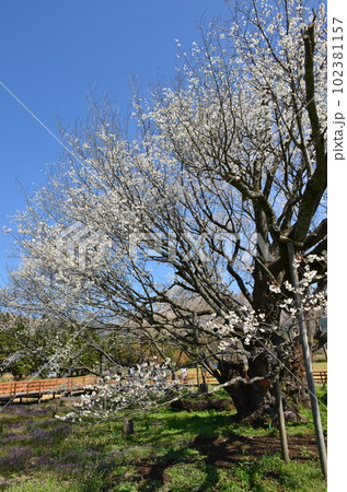 一心行の桜 一心行の桜 102381157