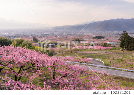 《山梨県》満開の桃の花・桃源郷の甲府盆地 《山梨県》満開の桃の花・桃源郷の甲府盆地 102381201